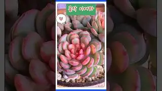 #JeongDongWon #Gift #GoldenSucculents #PrettySweetSucculents #YumiYumiTV #succulents