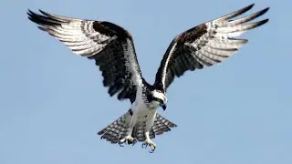 Atmaca-atmaca resimleri-atmaca videoları-