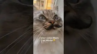 Which one is the best?😺✨ #cat #catshorts #winterthecat #fypシ #beviral #whichoneisbest #whichone