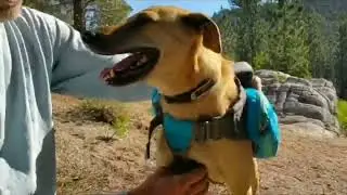 Kyjen Outward Hound Quick-Release Dog Backpack Review (Medium): Pros, Cons & Field Test