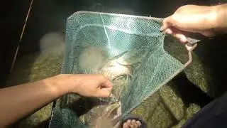Mancing kerapu celah-celah batu 