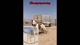 Bull terrier battle cross