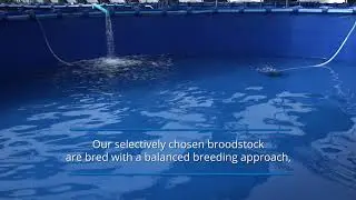 Blue Aqua Breeding Center Launch