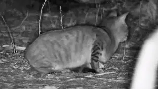 African wildcat (Felis lybica) at The Naledi Cat-EYE - South Africa, Part 2 - africam - explore.org