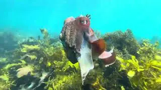 Snorkeling Shelly Beach, Manly