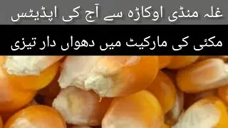 Maize rate today okara mandi Punjab Pakistan 12.02.2026