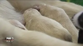 Service dog delivers eight puppies at airport gate