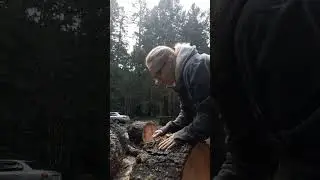 When the Entwives come to tend the fallen Ents. #trees #shorts 