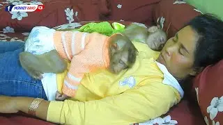 Amazing Family!! Two Little Monkey KAKO And LUNA Sleeping Hug Mom Very Warming