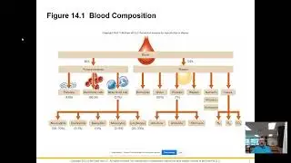 APHY 102: Blood: Chapter 14 Characteristics of Blood