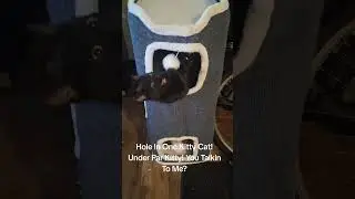 Hole In One Kitty Cat! Under Par Kitty! You Talkin To Me?