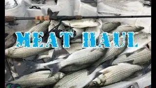 Topwater White Bass Fishing