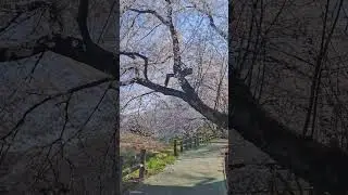 2025.4.5 山下通りの桜