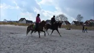 Ostsee mit den Pferden