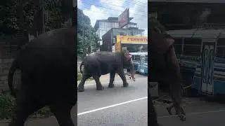 The Elephant is walking at a loss #animaltv #elphent #walkingelephant #tameelephant
