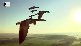 Wild France: A Spectacular Journey Through Europe's Wildlife Paradise