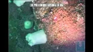 Metridium and Strawberry Anemones