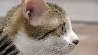 Magic 98.3's Debbie Mazella at Karma Cat & Zen Dog Rescue Society - Episode 20