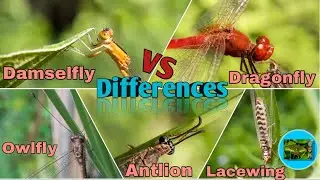 Difference Between Dragonfly vs Damselfly vs Owlfly vs Antlion vs Lacewing | Wonders of Himalayas