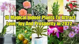 10 Magical Indoor Plants To Attract Love, Joy And Prosperity in 2022