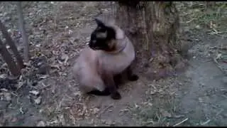 Сиамский кот следит