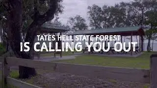 We're Calling You Out to Tate's Hell State Forest