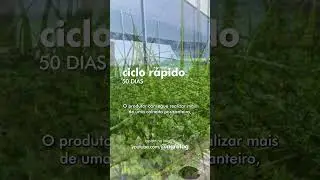 SALSINHA E CEBOLINHA