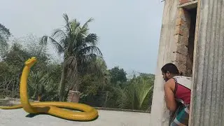 Anaconda Cobra 🐍 Sanke Attack Vfx Magic Editing Video