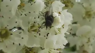 Rhingia campestris #2
