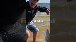 Hybrid Bass at Somerville