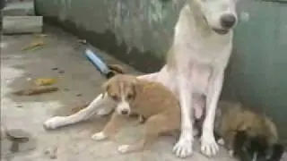 Responsible Pet Ownership