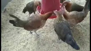3month old and 2weeks old Pure Darag Native Chicken 