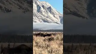 Bull Moose in Grand Teton National Park
