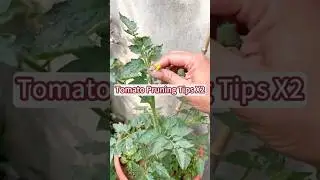 Tomato Pruning Tips #tomatoes #tomatopruning #gardening #gardentips #pruningtips #growyourown