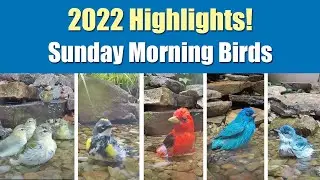 Highlights and Favorites from 2022 Sunday Morning Birds Videos