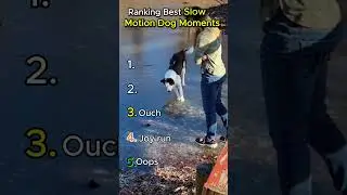 Ranking Best Slow Motion Dog Moments  #animalshorts #dogshorts  #animalactors