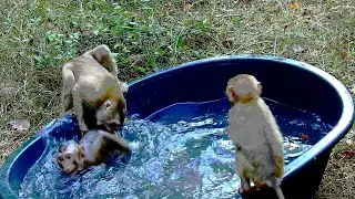 Monkeys coka bite monkeys darrel at swemming pool very crying