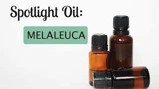 Spotlight Oil: Melaleuca | Oils Must Go On