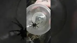 Huge Male Sydney funnel web spider.