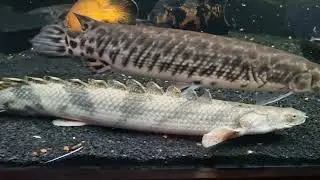 POLYPTERUS Meu novo peixinho #aqu&aacute;rio #peixes #jumbo #carnivoro #monstros 