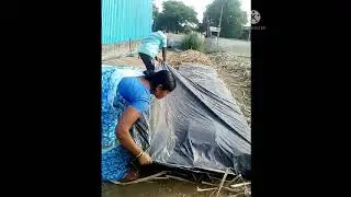 यश ऊस रोपवाटीका फाळकेवाडी...💪😎💪