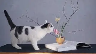 Cat Smelling a Flower