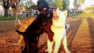 Akita Gets Battle Tested & Wild American Bully At Dog Park