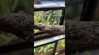Unbelievable natural camouflage!