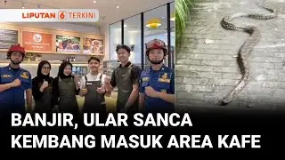 Banjir Jakarta, Ular Sanca Kembang 2,5 Meter Masuk Area Kafe di Jakarta Utara | Liputan 6