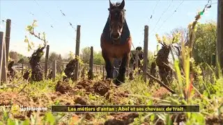Les métiers d'antan : Abel et ses chevaux de trait
