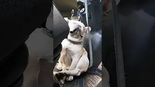 These dogs are sleeping in terrible positions #funny #dog #funnyvideo