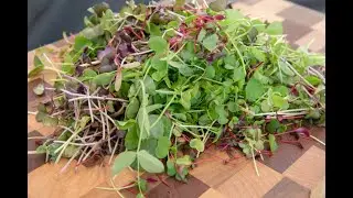 What are Microgreens? Little Sprout Cafe shares the benefits of adding microgreens to your meal!