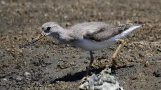 ソリハシシギ　野鳥　Terek Sandpiper　Xenus cinereus　wildbirds　250902