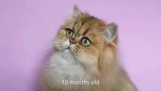 Persian Cat from Birth to 1 Year